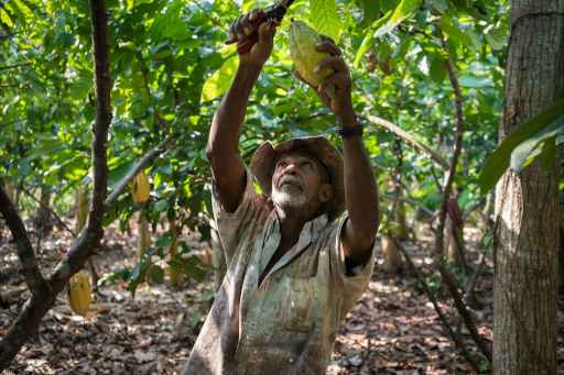 Jose cuts cacao pods from the tree by USAID_IMAGES